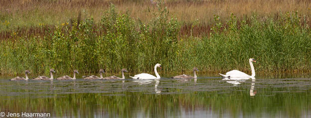 Familie Höckerschwan