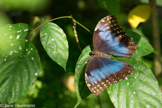 Blauer Morphofalter