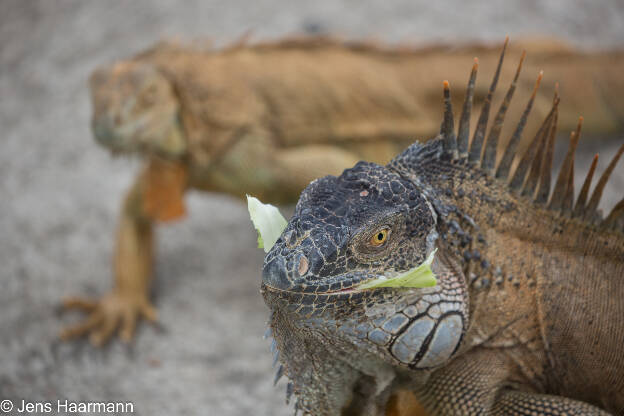 Grüner Leguan