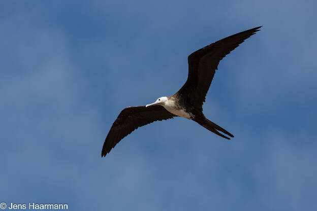 Prachtfregattvogel (Jungtier)