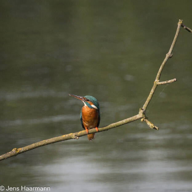 Eisvogel