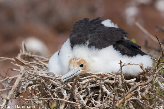 Nachwuchs des Bindenfregattvogels