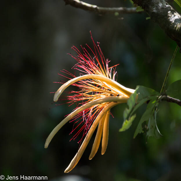 Blüte der Wasserkastanie