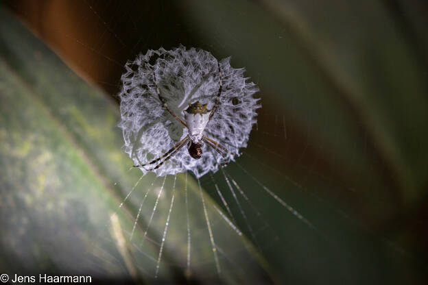 Webspinne (Argiope savignyi)