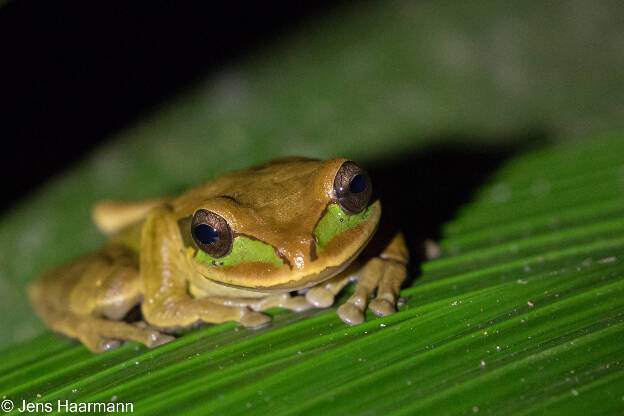 Masken-Laubfrosch