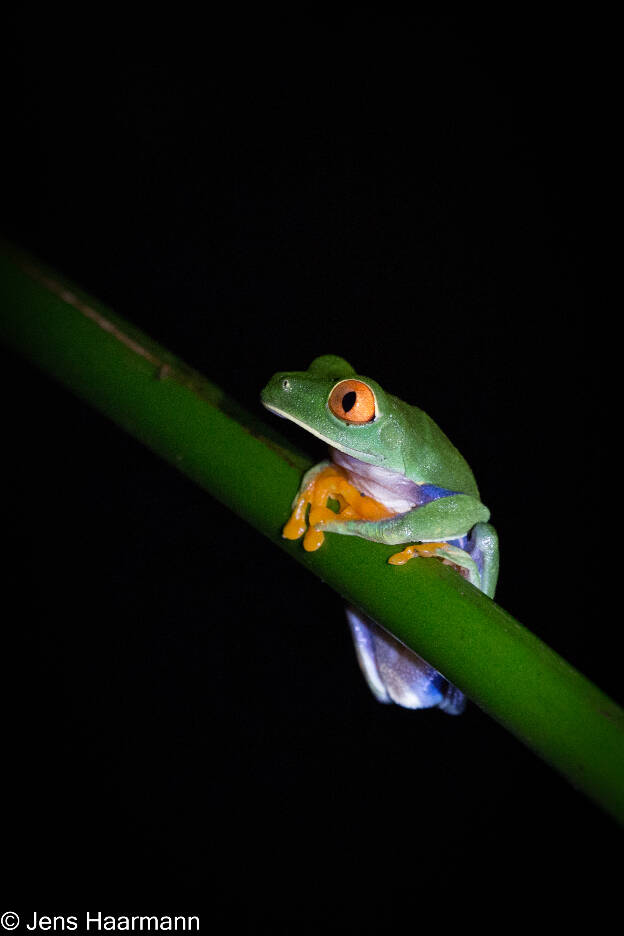 Rotaugenlaubfrosch