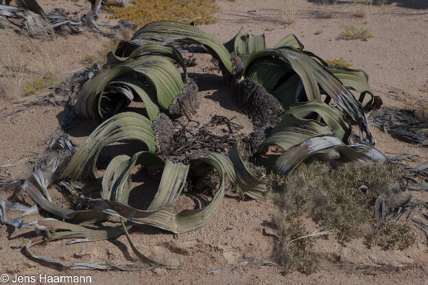 Welwitschia mirabilis