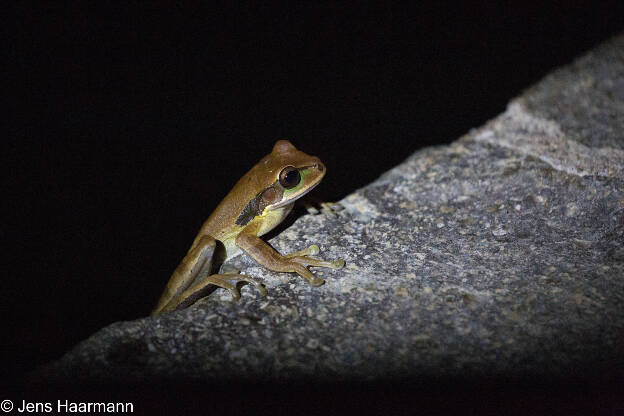 Masken-Laubfrosch