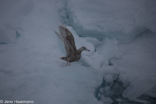 Svalbard 2015