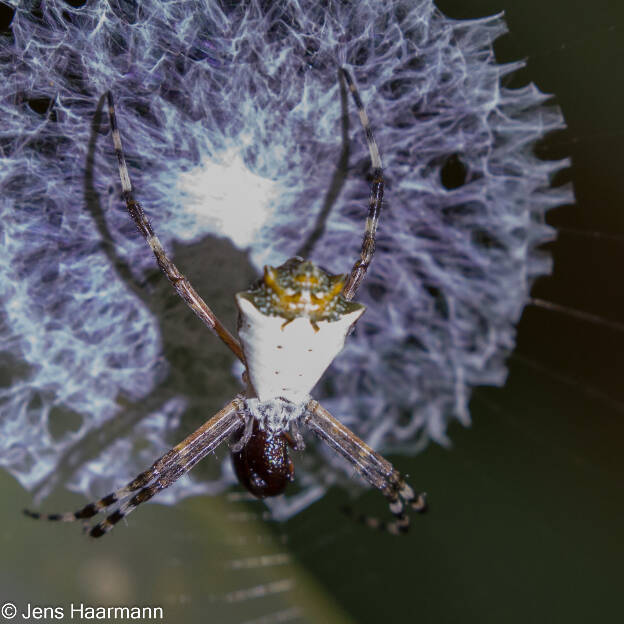 Webspinne (Argiope savignyi)