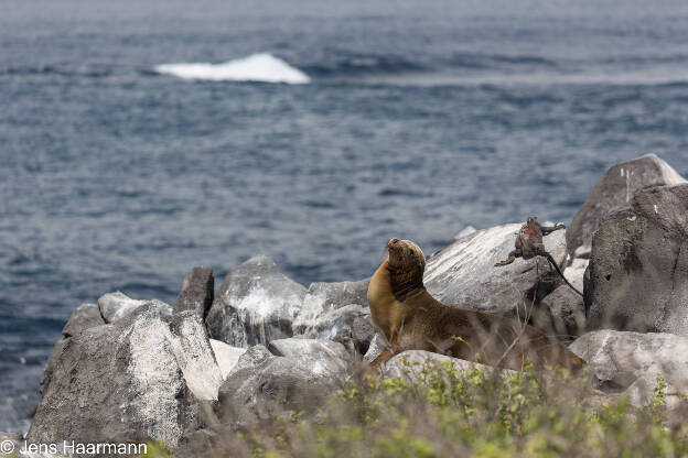 Galápagos-Seelöwe