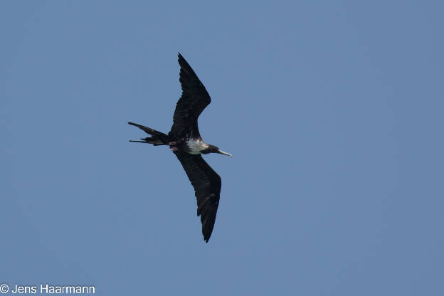 Prachtfregattvogel