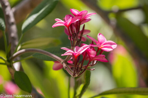 Rote Frangipani