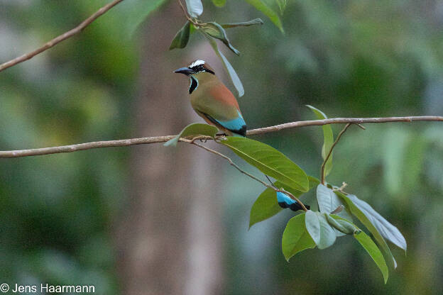 Türkisbrauen-Motmot