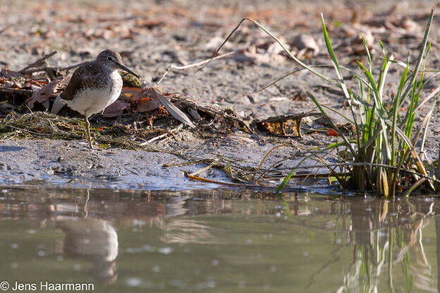 Waldwasserläufer