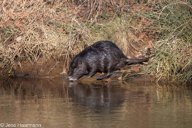 Nutria