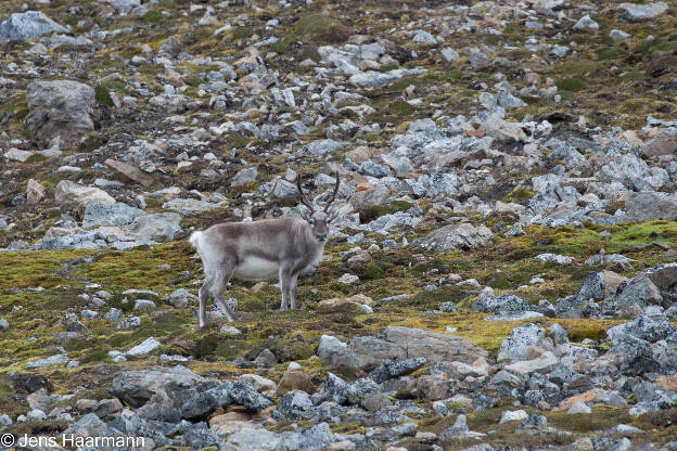 Spitzbergen-Ren