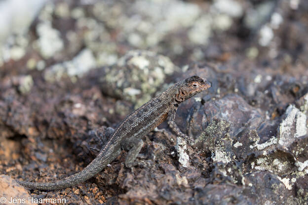  Galápagos Lava-Echse