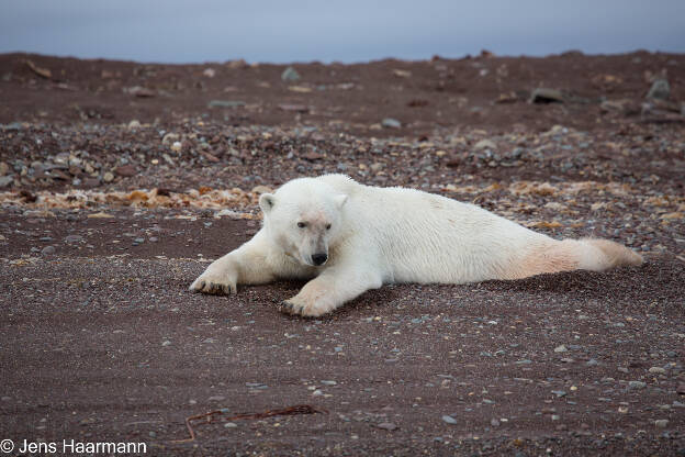 Svalbard 2015