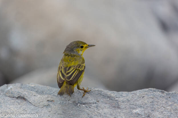 Gold-Waldsänger