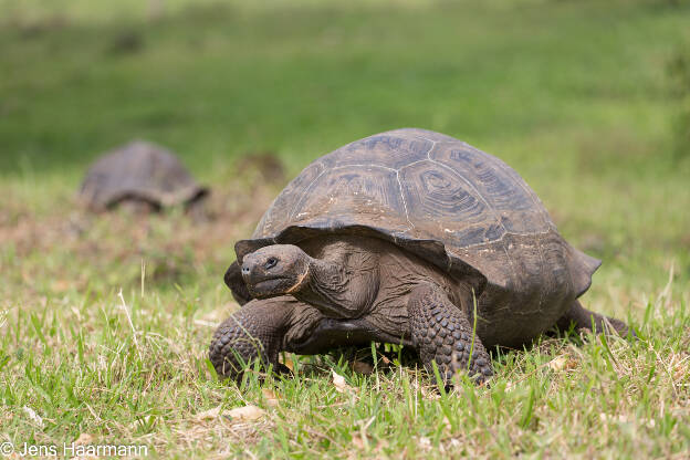 Galápagos-Riesenschildkröte