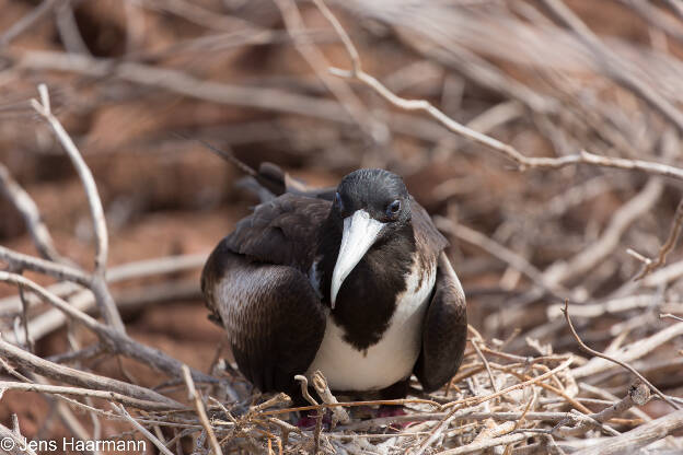 Prachtfregattvogel (Weibchen)